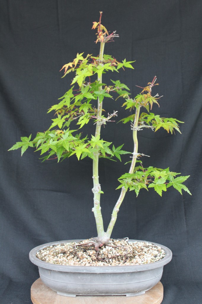 japanese maple bonsai