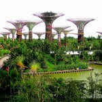 Photos of Singapore Supertrees