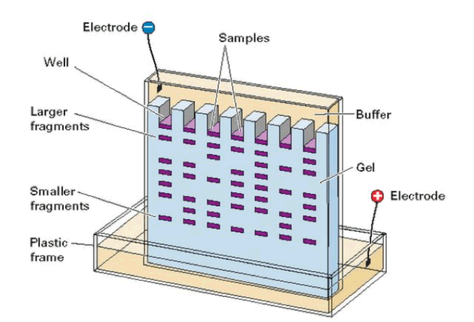 Electrophoresis Sample Example & Results