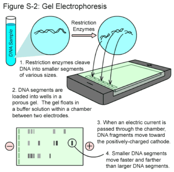 Gel Electrophoresis StepsGel Electrophoresis Steps