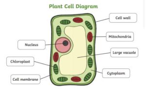 plant cell