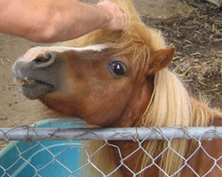 Miniature Horse