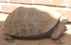 Desert Tortoise