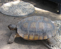 Desert Tortoise