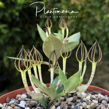 30562 plantemania © Plantemania