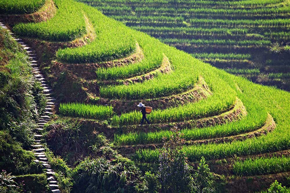 dazhai-wokring-at-longji-rice-terraces-china-featured