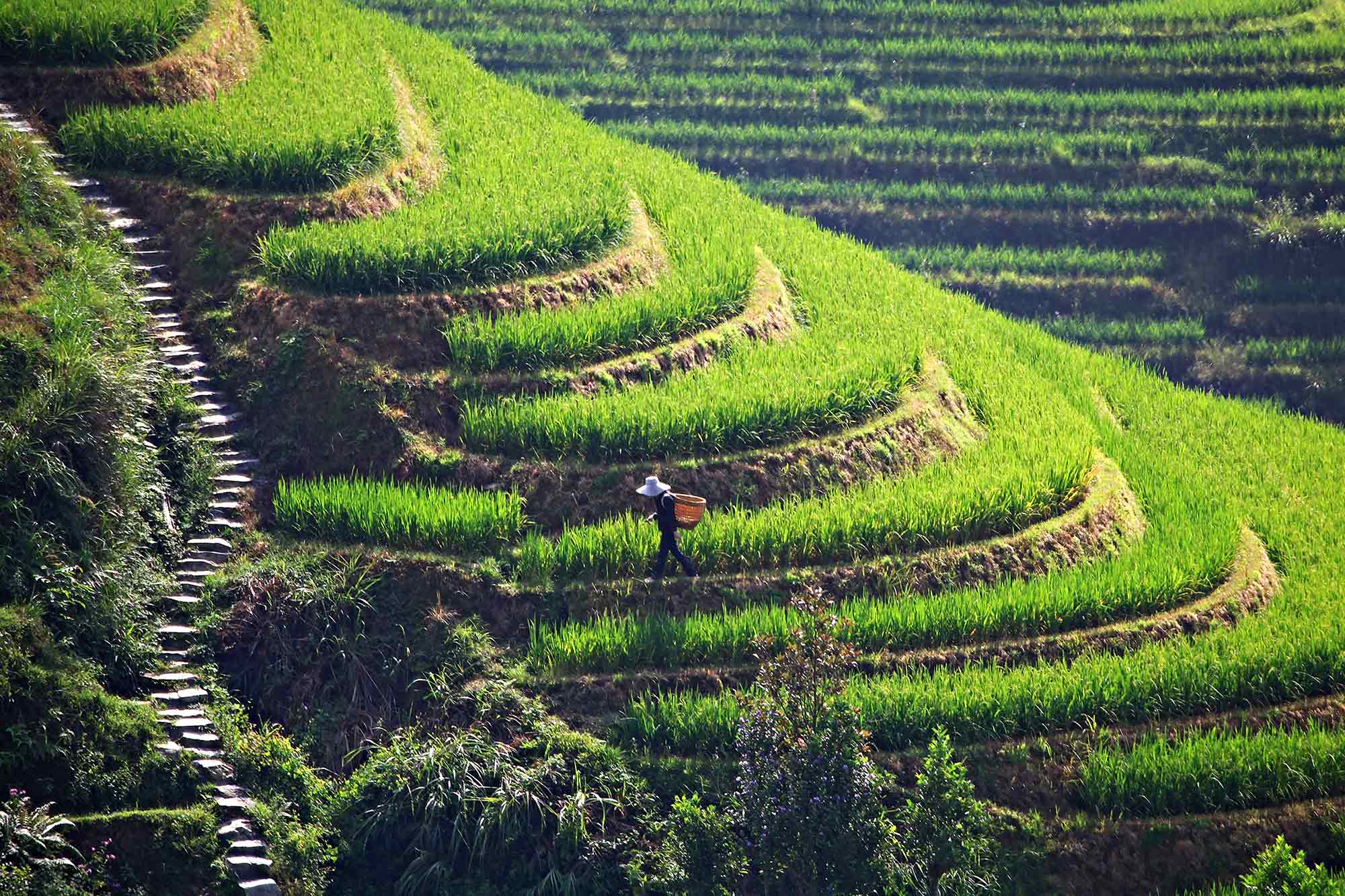 dazhai-wokring-at-longji-rice-terraces-china