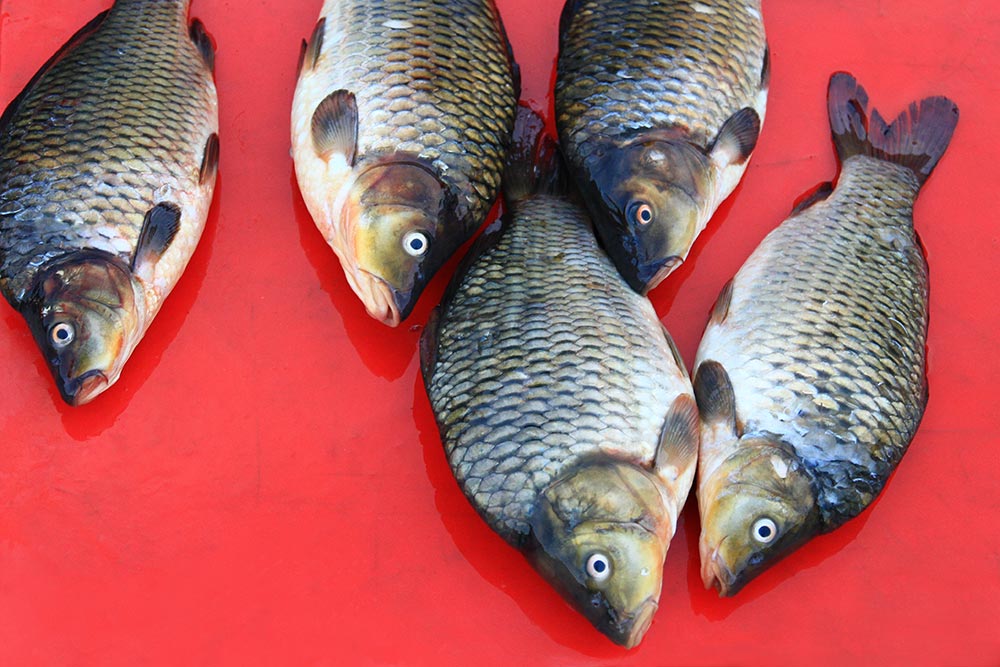 fish-at-a-market-in-laos-featured