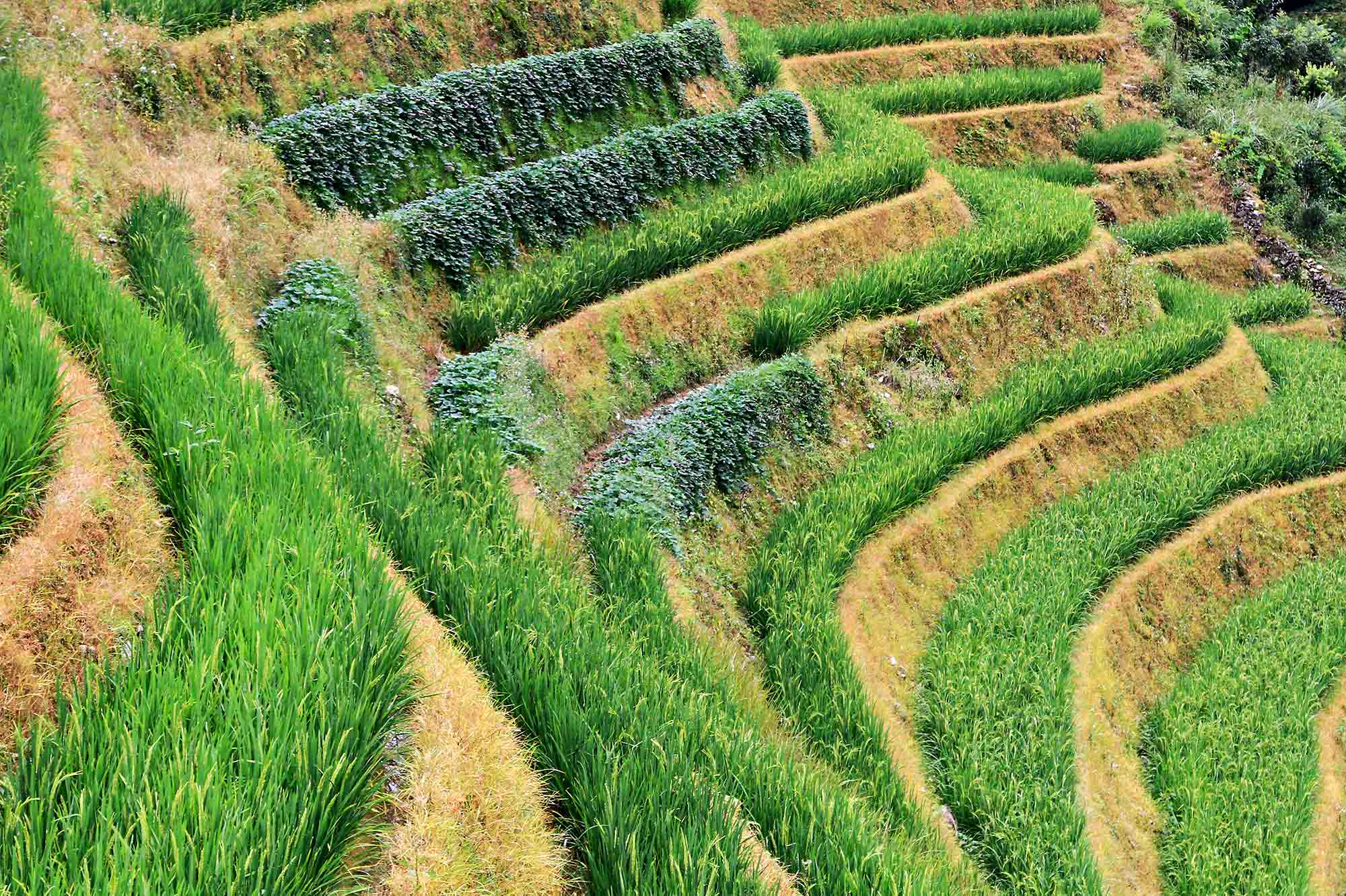 longji-rice-terraces-dazhai-guangxi-china-2