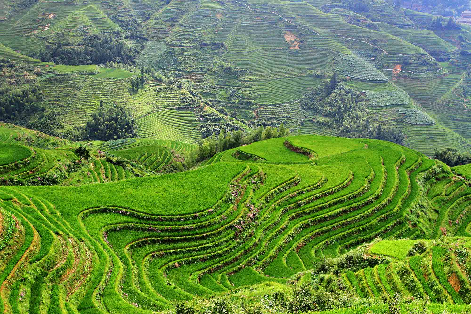 longji-rice-terraces-guangzhi-longsheng-county-1