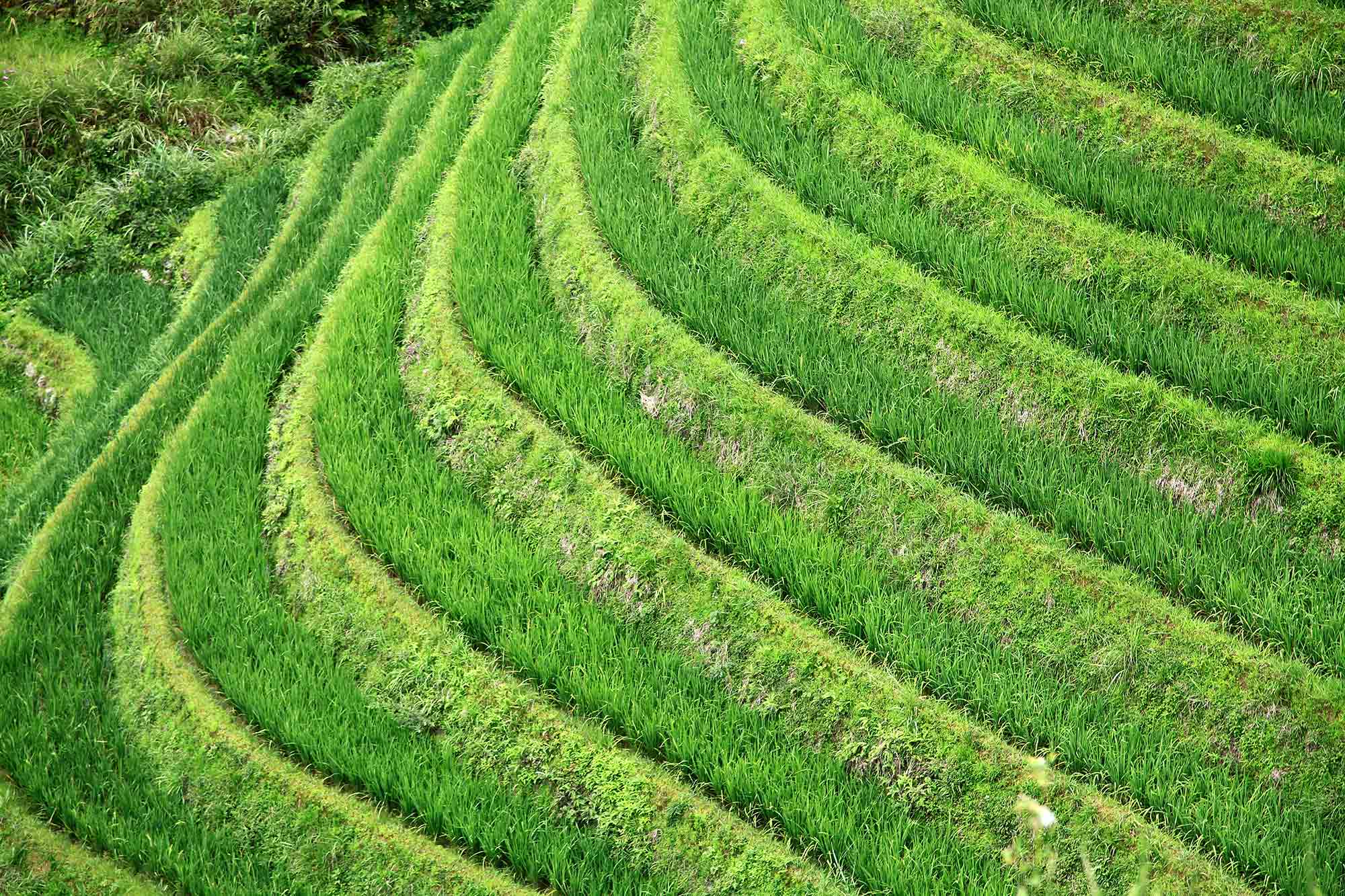 rice-fields-dazhai-china-dragons-backbone