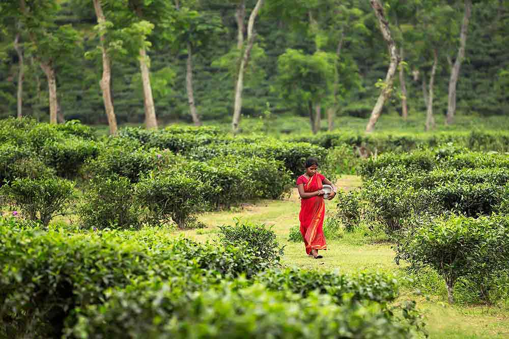 tea-plantation-sylhet-bangladesh-cover