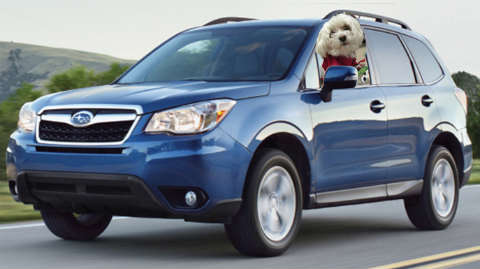 Subaru Forester for dogs