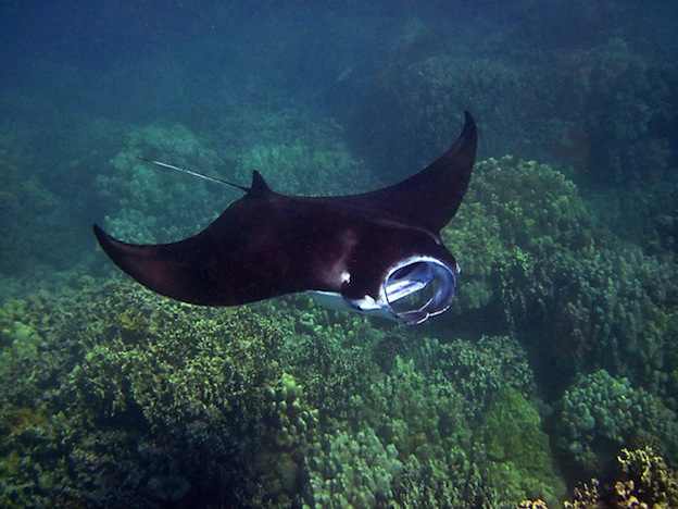 Manta ray diet