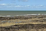 Seagulls sit on seaweed on Westgate beach