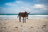 Miserably looking donkey at the beach. Seems almost ashamed.