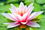 The Lotus Blossom method: ideation on steroids