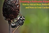 Creating a Pollinator Paradise: How to Attract Bees, Butterflies, and More to Your Garden