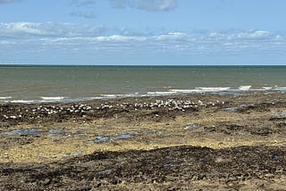 Seagulls sit on seaweed on Westgate beach