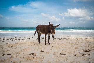 Miserably looking donkey at the beach. Seems almost ashamed.