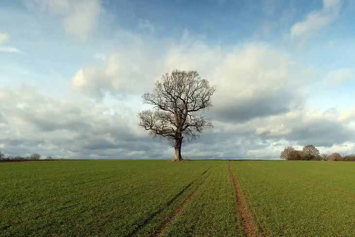 Bare oak tree in a paddock with vehicle tracks heading towards the horizon. There are groups of trees in the distance.