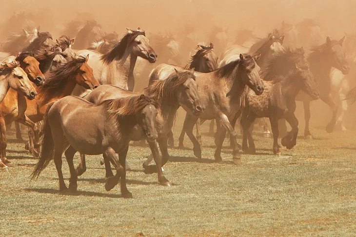 Hills of Horses