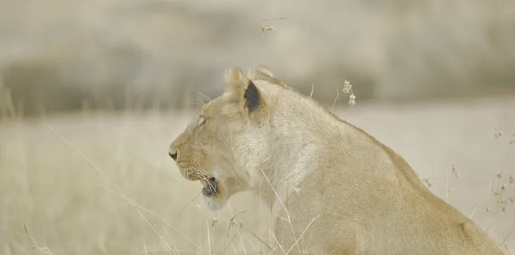 One of Africa’s Greatest Living Safari Guides Took Me Into The Wild