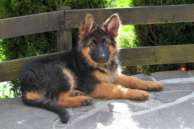 Trained German Shepherd Puppies for Sale