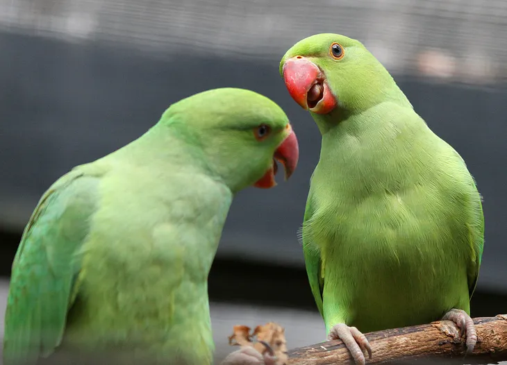 2 green birds having a conflict