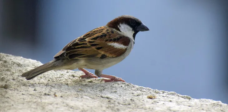 Four Myths about Sparrows, the Birds We Love to Hate