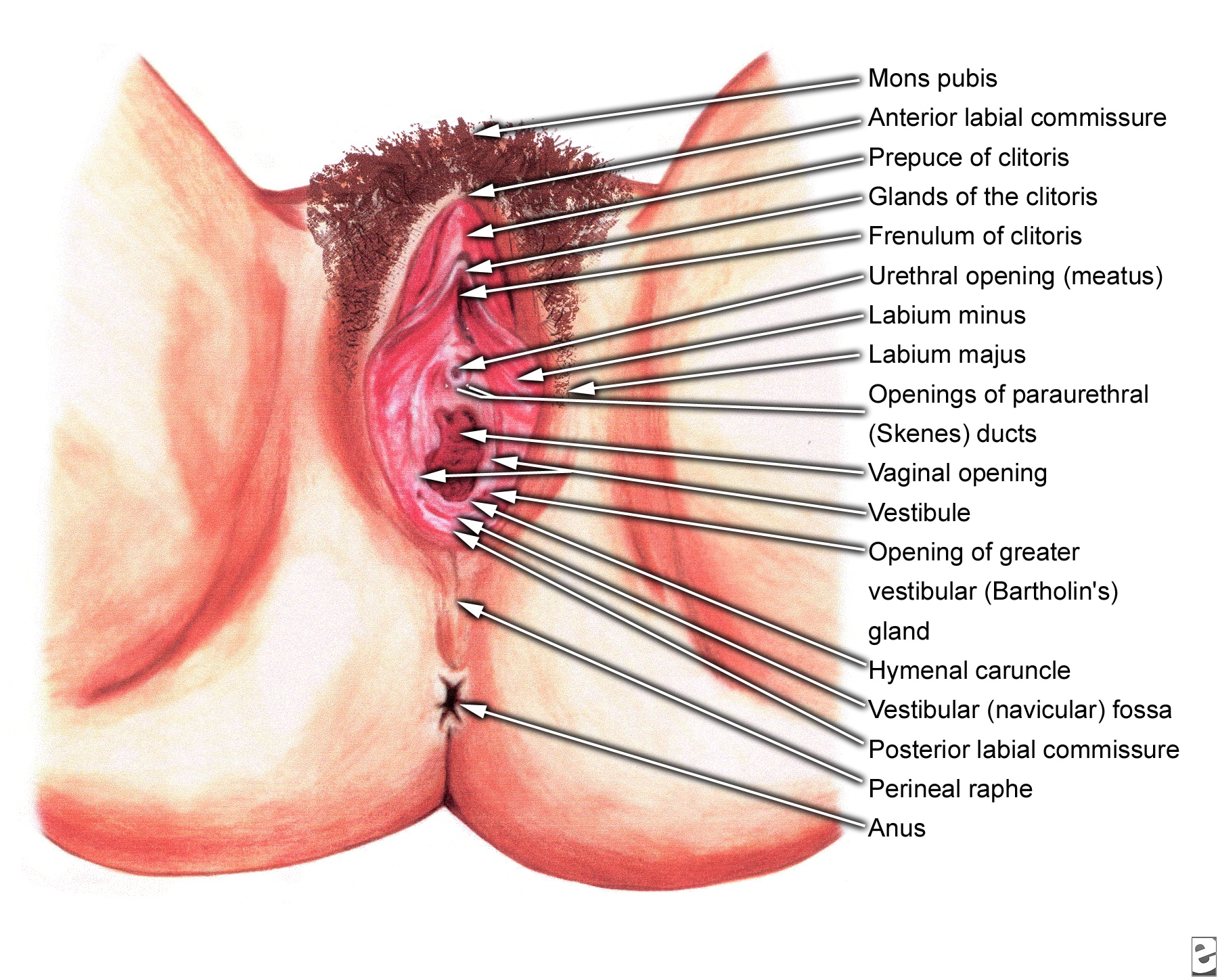 vagina diagram