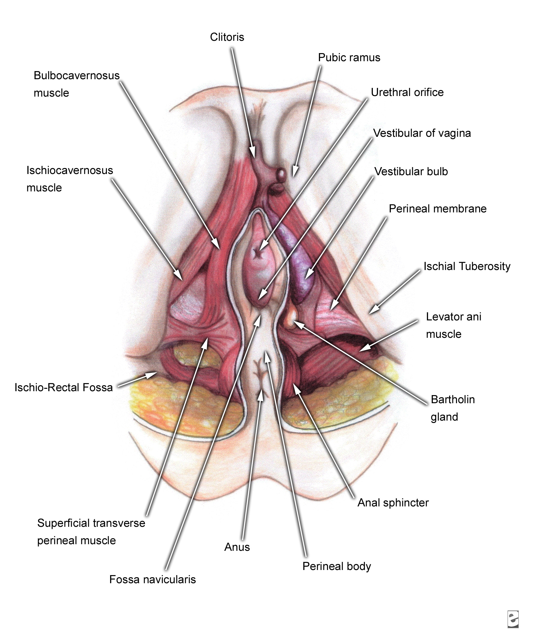 vagina diagram