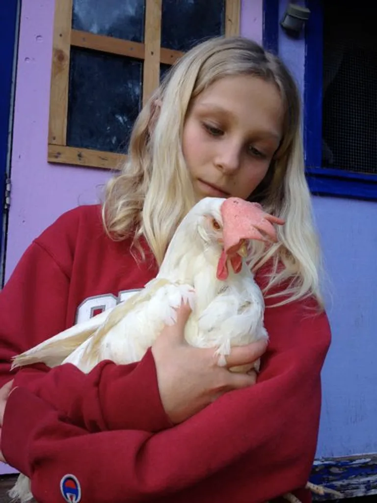 Pet Chicken, Duck, Poultry Meetup Group of Santa Cruz cover photo