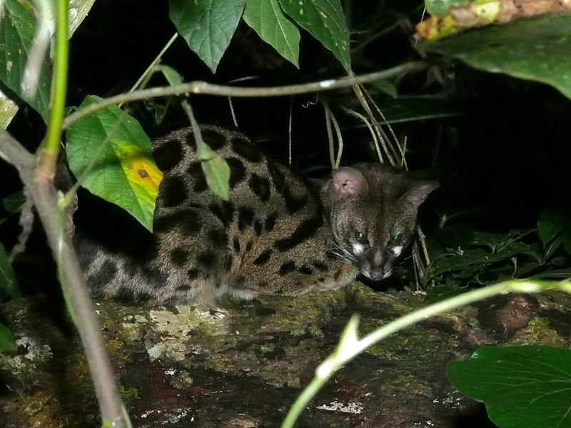 common genet (Genetta genetta); DISPLAY FULL IMAGE.