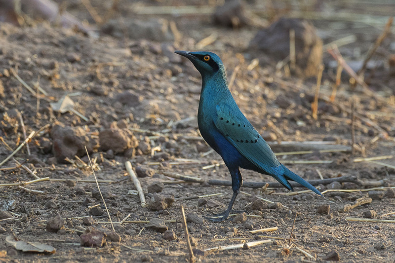 lesser blue-eared glossy-starling (Lamprotornis chloropterus); DISPLAY FULL IMAGE.