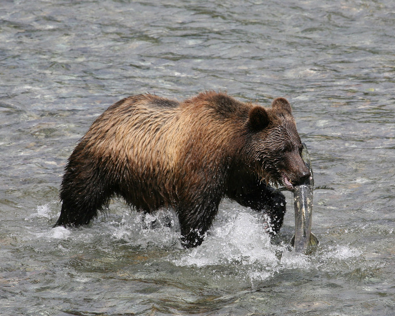 grizzly bear, North American brown bear (Ursus arctos horribilis); DISPLAY FULL IMAGE.