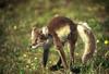 Arctic Fox (Alopex lagopus) - blue phase