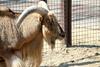 바바리양 Ammotragus lervia (Aoudad/Barbary Sheep)