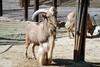 바바리양 Ammotragus lervia (Aoudad/Barbary Sheep)