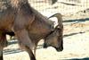 바바리양 Ammotragus lervia (Aoudad/Barbary Sheep)