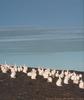 Arctic Hare (Lepus arcticus)  group