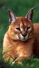 Caracal (Caracal caracal)