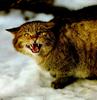 European Wild Cat (Felis silvestris silvestris)