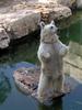 Syrian Brown Bear (Ursus arctos syriacus) at Zoo