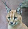 Caracal (Caracal caracal) - Wiki