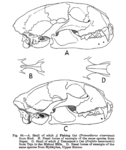 Skull: fishing cat (Prionailurus viverrinus), Asian golden cat (Catopuma temminckii)