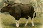 gaur (Bos gaurus)