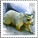 Syrian brown bear (Ursus arctos syriacus)