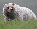 grizzly bear, North American brown bear (Ursus arctos horribilis)