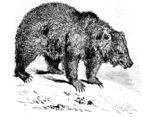 grizzly bear, North American brown bear (Ursus arctos horribilis)